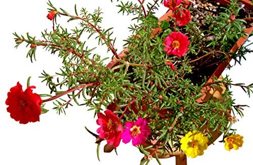 Portulakrschen (Portulaca grandiflora)  Pflegeleichte Sonnenanbeter |  Saatgut aus der ganzen Welt