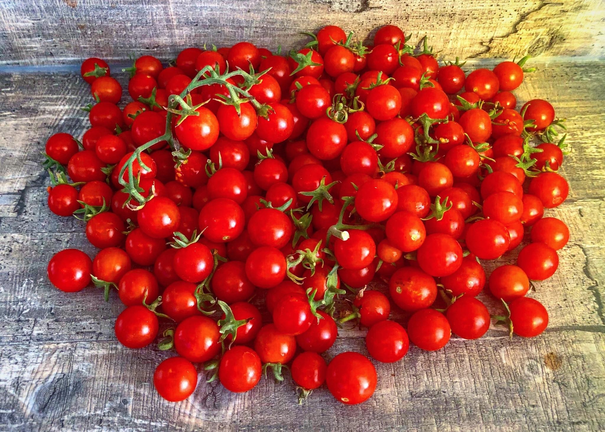 Tomate 100s & 1000s  10 Samen
