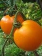 Tomate -Valencia- 10 Samen