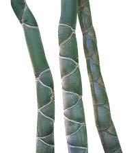 Moso Bambus -Phyllostachys edulis- 1000 Samen | Saatgut aus der ganzen Welt