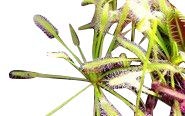 Fleischfressende Pflanze -Drosera capensis alba-  50 frische Samen