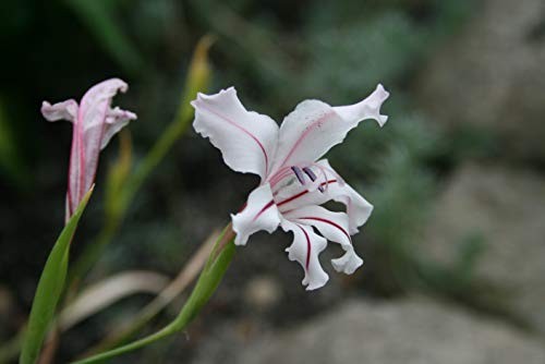 Schwertlilie -Gladiolus floribundus- 10 Samen