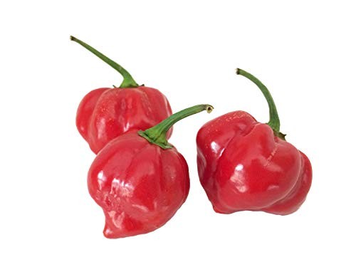 Chili Habanero Rot 1000 Samen 