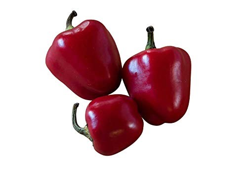 Paprika -Mini Bell Rot- 100 Samen