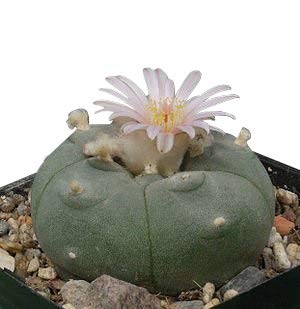 Kaktus Lophophora williamsii fricii 50 Samen jetzt Online kaufen | Saatgut  aus der ganzen Welt