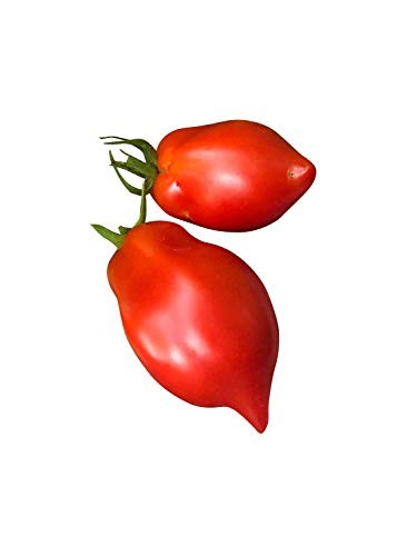 Tomate -Ropreco Paste- 10 Samen