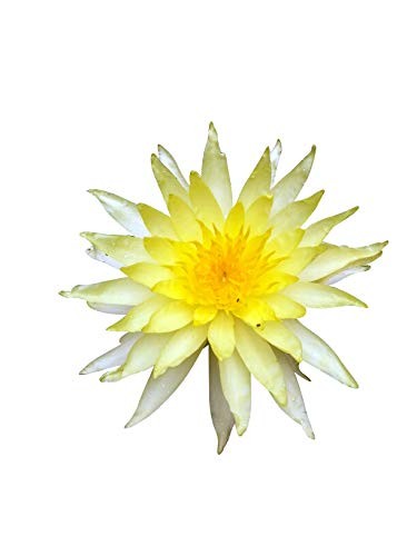 Gelbe Seerose -Nymphaea- 10 Samen
