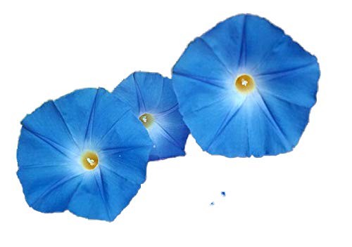 Blaue Prunkwinde -Ipomea tricolor- 10.000 Samen