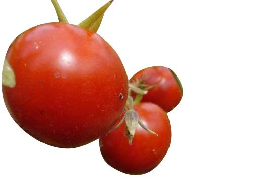 Tomate -Heinz 1350-10 Samen