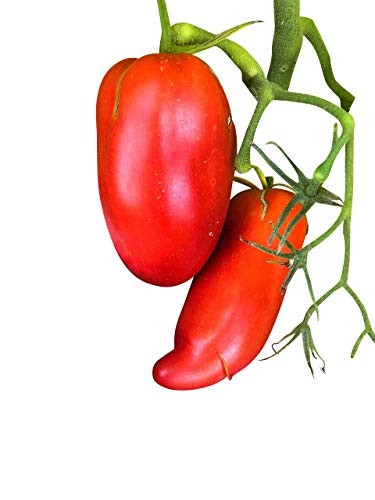 Tomate 'Jersey Devil' 10 Samen