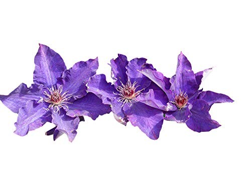 Clematis Samen Mix  10 Samen