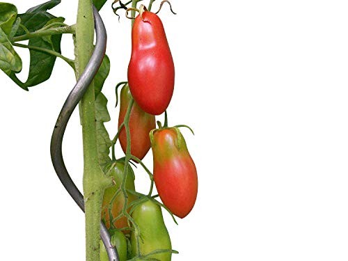 Tomate Himmelstürmer 10 Samen