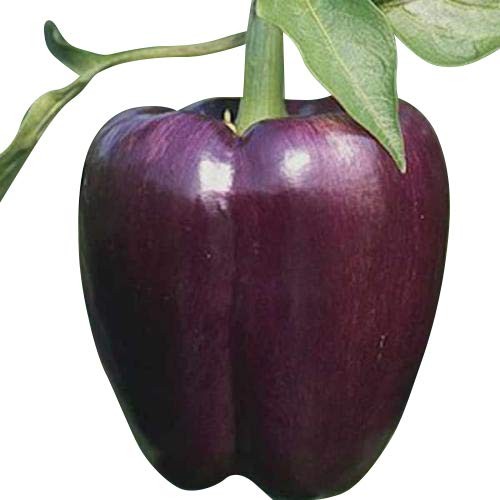 Paprika Violett -Purple-Beauty- 10 Samen