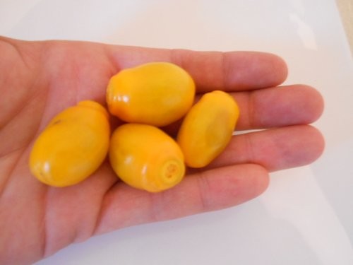 Baumchili Rocoto Mini-Gelb/Orange 10 Samen