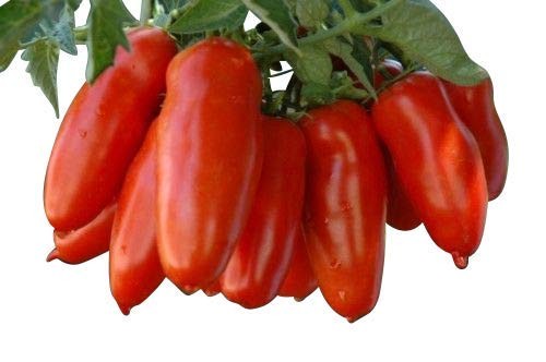 Flaschentomate -San Marzano- 10 Samen