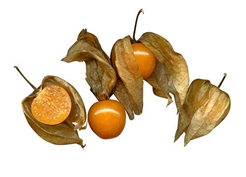 Physalis -Physalis peruviana- 100 Samen