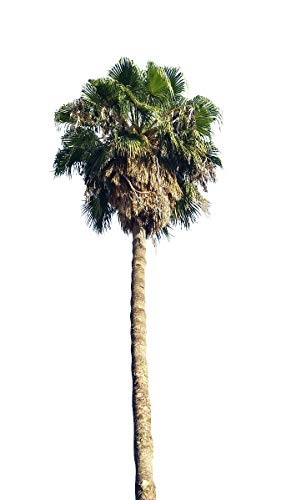 Washington Palme -washingtonia robusta- 10 Samen