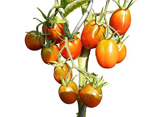 Tomate -Black Plum- 10 Samen