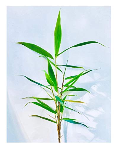 Yunnan Bambus -Fargesia yunnanensis- 15 Samen