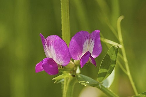 Sommerwicke -Vicia sativa- 100 Samen