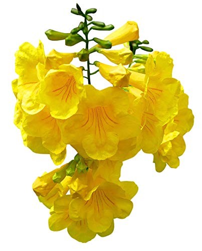 Gelbe Trompetenblume -tecoma stans- 30 Samen