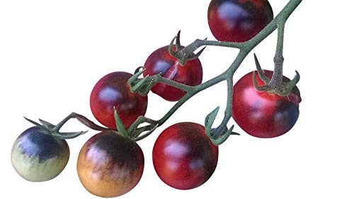 Violette Tomate ''Indigo'' 10 Samen