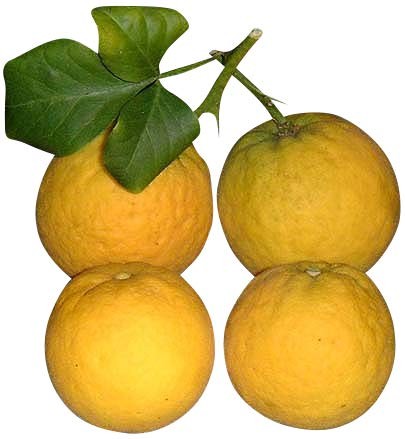 Winterharter Orangenbaum -poncirus trifoliata- 10 Samen
