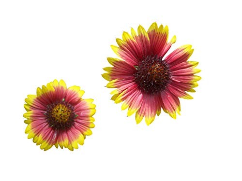 Kokardenblume -Gaillardia pulchella- 50 Samen 