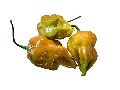 Chili -Bhutlah Mustard- 10 Samen