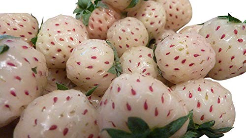 Weiße Erdbeere 150 Samen