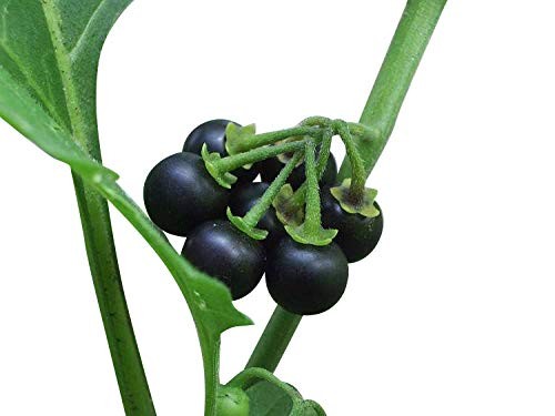Wonderberry Sunberry -Solanum retroflexum- 100 Samen