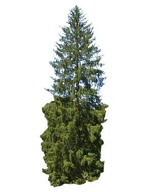 Gemeine Fichte -Picea abies- 30 Samen