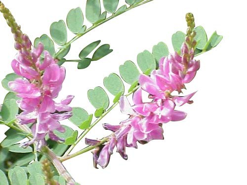 Indigopflanze -Indigofera tinctoria- 1000 Samen