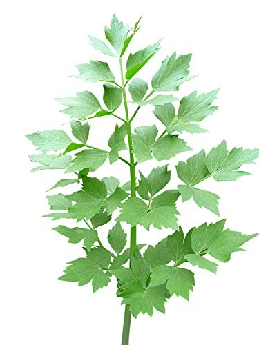 saatgut bioland Brokkoli Calabrese Bio-Saatgut 40g – Blattwende main image 0