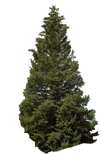 Stech Fichte -Picea pungens- 30 Samen