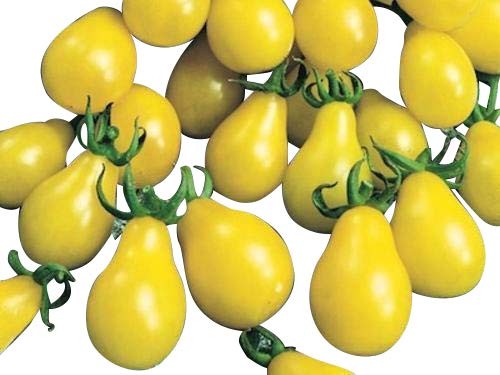 Tomate -Gelbes Birnchen- 10 Samen ***Saftig und Süß***