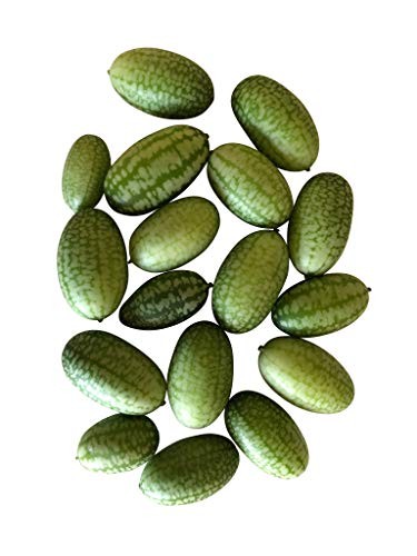 Mexikanische Mini Gurke  10 Samen