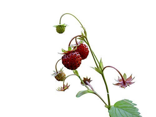 Erdbeere -Rügen- 40 Samen