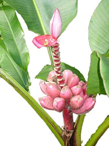 Pinke Zwergbanane -musa velutina- 10 Samen