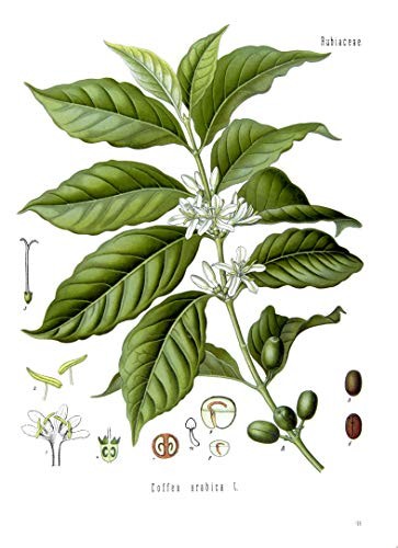 Arabischer Kaffee -Coffea arabica- 5 Samen