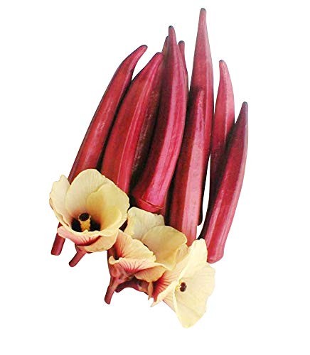 Rote Okra 50 Samen -Abelmoschus esculentus-