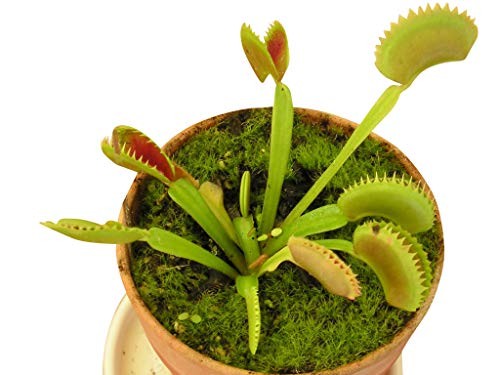 Venus-Fliegenfallen -Dionaea muscipula- 5 Samen