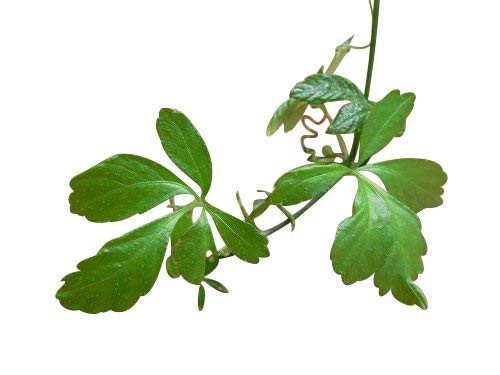 Jiaogulan -Gynostemma pentaphyllum- 25 Samen