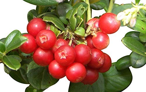 Wilde Preiselbeere -Vaccinium vitis-idaea- 10 Samen