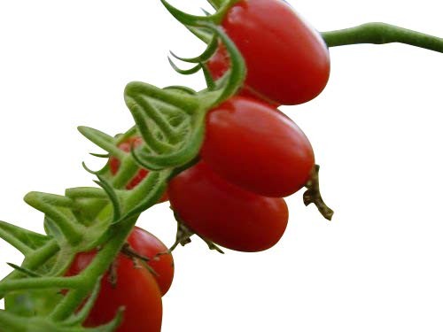 Tomate -Sugar Plum Rot- 10 Samen (F1)
