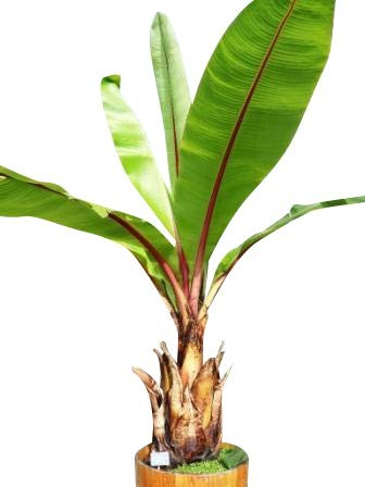 Winterharte Banane (ensete glaucum) Saatgut kaufen / Samenchilishop |  Saatgut aus der ganzen Welt