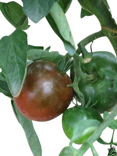 Tomate ''Black Prinze'' 10 Samen
