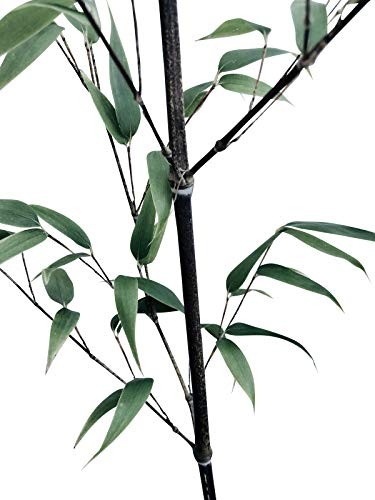 Schwarzer Bambus -Phyllostachys nigra- 20 Samen jetzt Online kaufen |  Saatgut aus der ganzen Welt