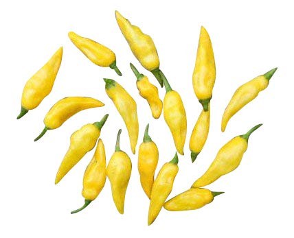 Limon 10 Samen