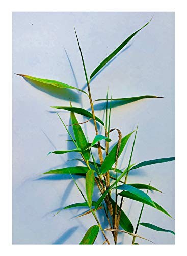 Blaugrüner Bambus -Fargesia papyrifera- 15 Samen